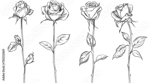Floral design elements of rose flowers in simple line art