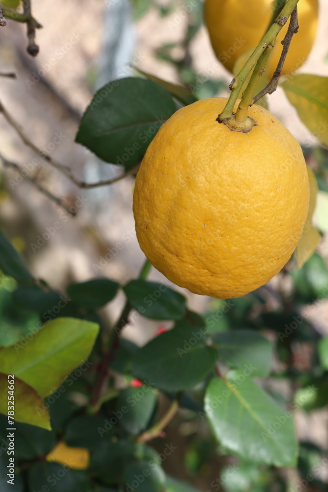 delicious and nutritious lemons prepared for a refreshing juice