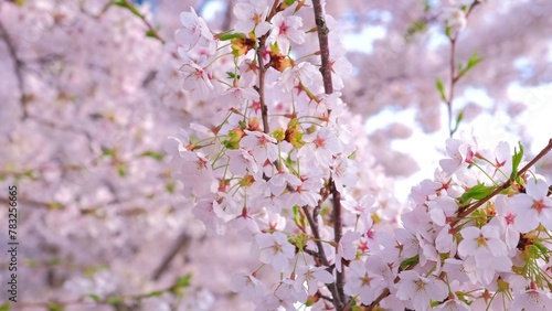 Beautiful Blossoming Flowers of Japanese Cherry Prunus Serrulata Decorative Garden Tree photo