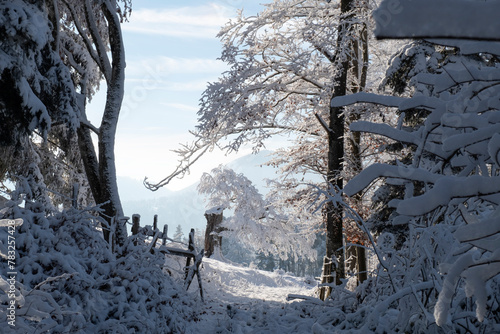 Obraz na płótnie Fairytale winter landscape, snowy path in mountains, trees covered with snow. Idyll nature under snow illuminated by sunlight. w salonie
