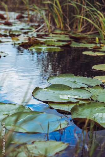 Lilly Pads in the water at the St. Marks Wildlife Refuge in Florida. © Cowen