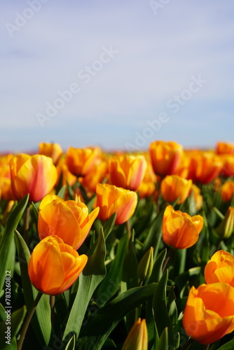 Tulips  Fields  Colorful  Flowers  Spring  Blooms  Meadow  Close-up  Petals  Vibrant  Garden  Nature  Fresh  Blossoms  Macro  Botanical  Beauty  Landscape  Scenic  Springtime  Outdoor  Growth  Beauty 