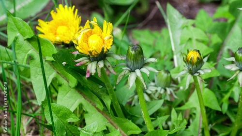 Close up of blooming yellow dandelion flower
