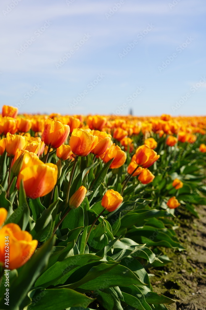 Tulips, Fields, Colorful, Flowers, Spring, Blooms, Meadow, Close-up, Petals, Vibrant, Garden, Nature, Fresh, Blossoms, Macro, Botanical, Beauty, Landscape, Scenic, Springtime, Outdoor, Growth, Beauty 