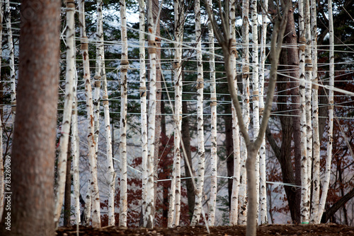 View of the birch forest