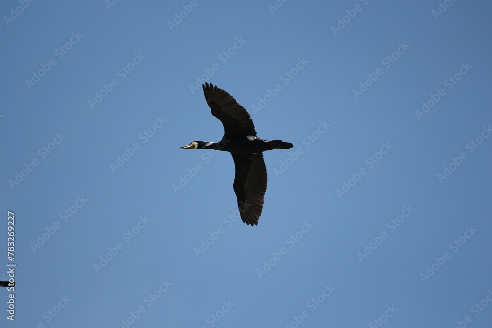 wild goose flying in blue sky wild goose flying in blue sky
