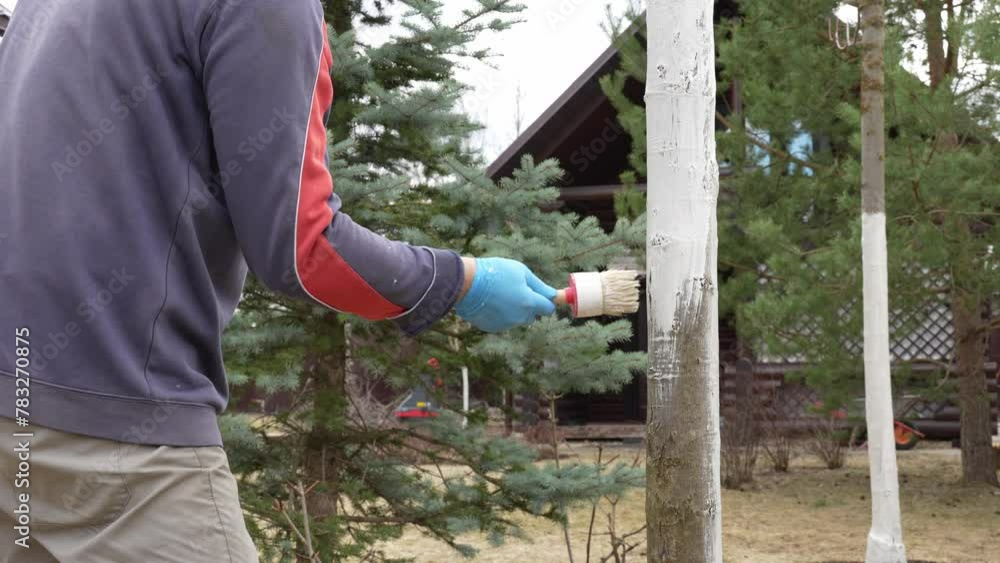 seasonal work in garden, paints trunks in a tree garden in early spring, senior man in gloves using brush, wood processing seasonal work in garden, paints trunks in a tree garden in early spring, senior man in gloves using brush, wood processing