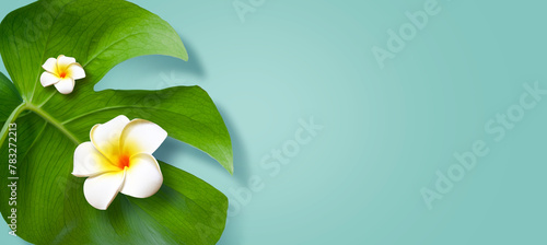 Top view of holiday travel beach with flower plumeria and monstera leaves on blue background. © Belight