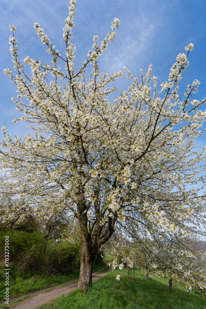 Blütenbäume in Marburg, Obstbaumblüte Felder