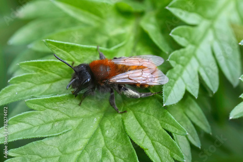 Colorful closeup on a female Tawny mining bee, Andrena fulva sitting on a green leaf
