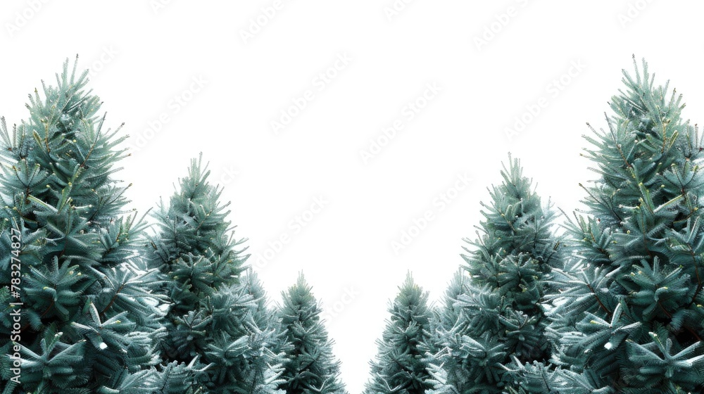 A row of blue Christmas trees against a white sky. Perfect for holiday designs
