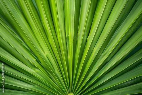 Symmetry in Green  Palm Leaf Pattern