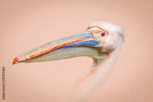 Colorful Pelican Beak and face Close-Up