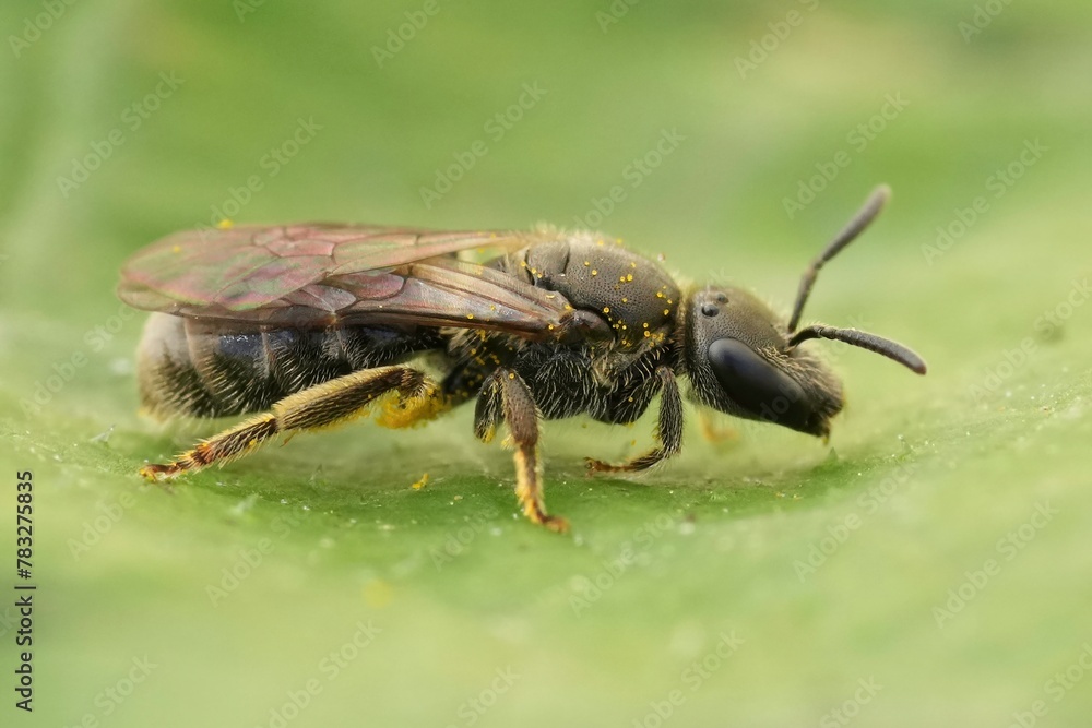 Closeup on a small furrow bee, Lasiologlossum sitting on a green leaf Closeup on a small furrow bee, Lasiologlossum sitting on a green leaf