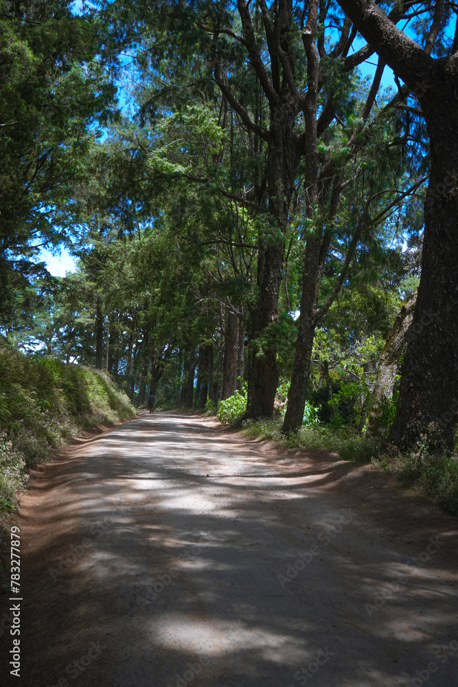 Beautiful hills Forest Roadway - in Nuwara Eliya Sri Lanka Beautiful hills Forest Roadway - in Nuwara Eliya Sri Lanka