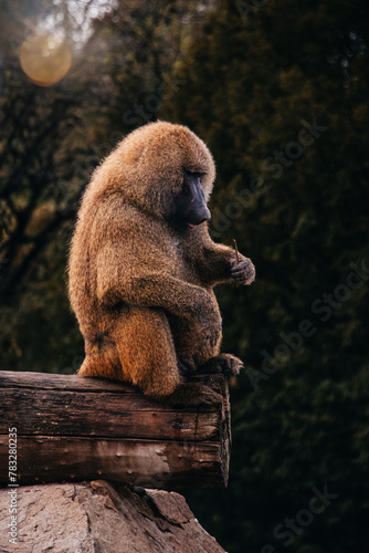 Tapety artystyczne monkey baboon