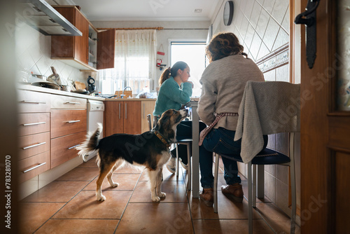 Family with her dog in the kitchen at home. Rear view. photo