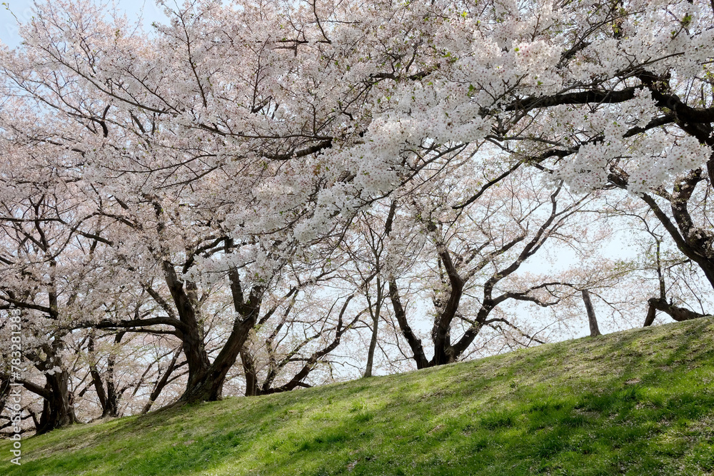 Spring scene of walking path by river bank with cherry blossoms Spring scene of walking path by river bank with cherry blossoms