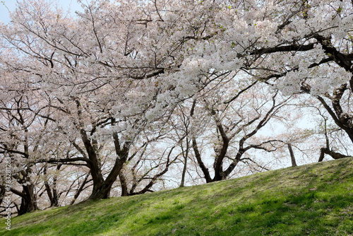 Spring scene of walking path by river bank with cherry blossoms