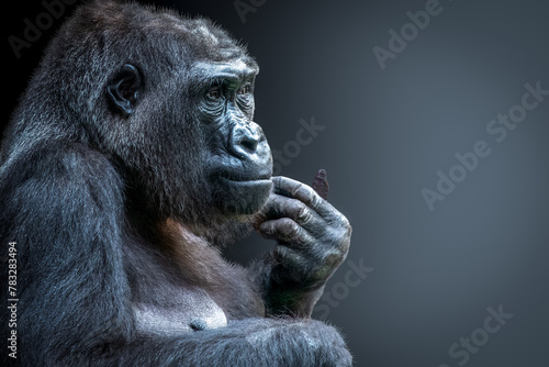 closeup view of a gorilla posed as if thinking