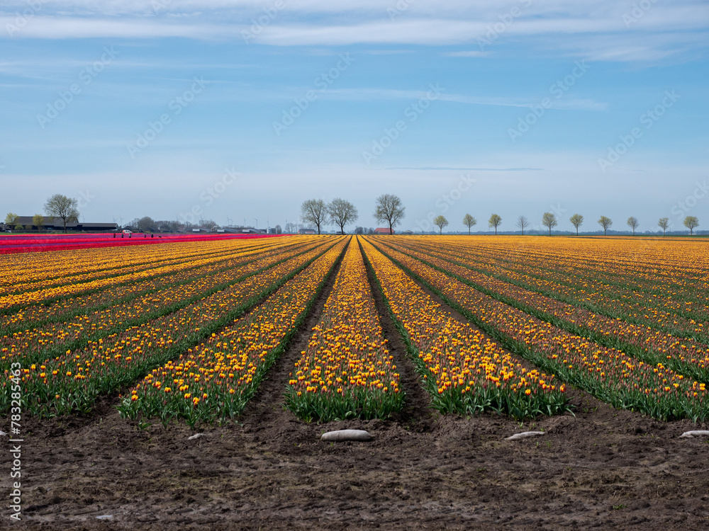 Aerial View: Tulip Fields in Groningen, Netherlands