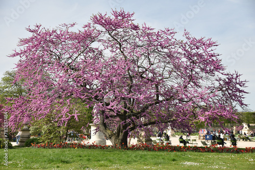 Cercis siliquastrum (arbre de Judée) au jardin des Tuileries au printemps à Paris. France photo