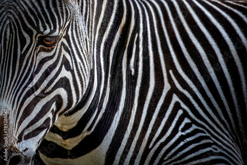 closeup of a zebra head and body