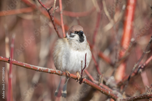 A sparrows sits on a tree branch on winter day close up