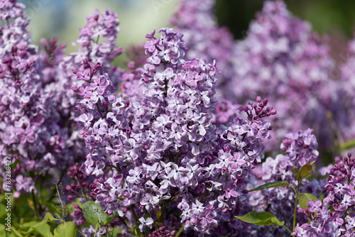 Branch of lilac flowers with green leaves
