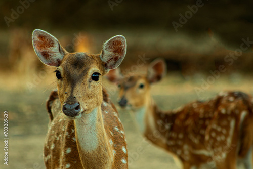 Young deer in the garden (ID: 783289639)
