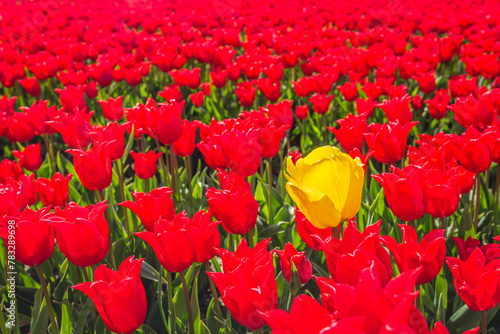 One yellow flowering tulip has gotten lost among all the red tulips. The photo was taken at a specialized Dutch tulip bulb nursery on a sunny day at the beginning of the spring season.