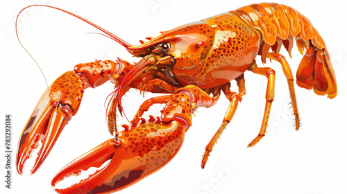 a close up of a lobster on a white background