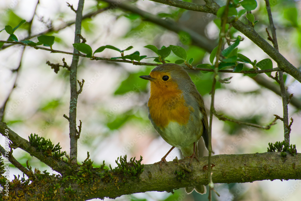 The European robin perching on a bush branch close-up The European robin perching on a bush branch close-up