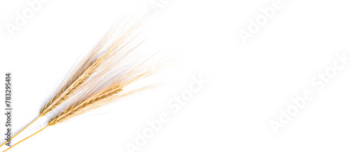 Ear of barley on a white background, Wheat rye barley oat seeds. Whole, barley, harvest wheat sprouts. Wheat grain ear or rye spike plant isolated on white background, for cereal bread flour. Top view photo