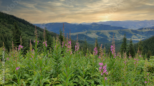 Blooming willow herbs on mountains meadow. Summer sunset time, golden hour. Nature of Ukraine.