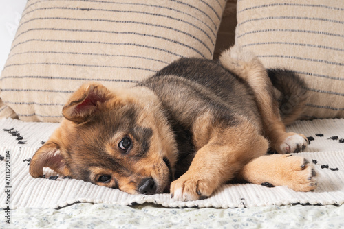 A fluffy mixed breed brown puppy at a colorful woven rug on a soft bed. Dog behavior concept.