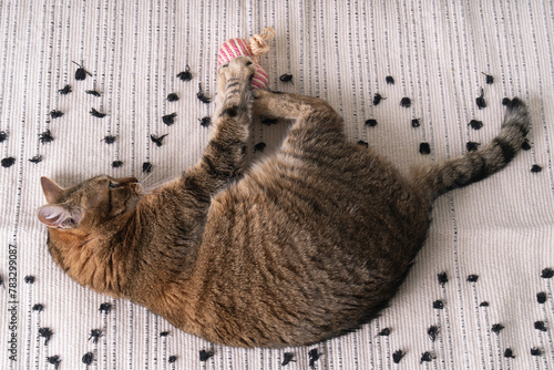 Tabby playful cat plays with pet toy at a handmade woven rug on a soft bed. Cats behavior concept.