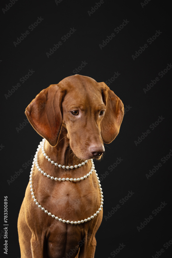Lady Vizsla dog in pearl beads background