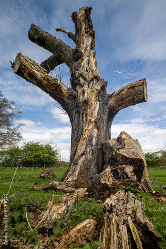 an ancient tree in Warwickshire UK parkland in early spring April