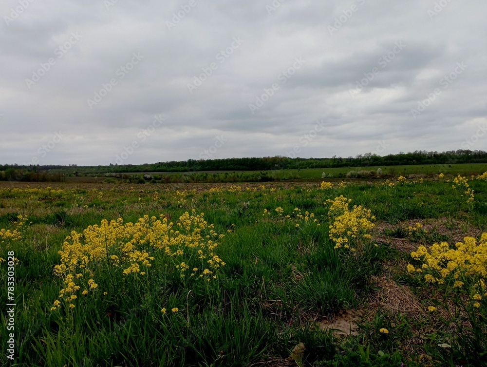 Field landscape with yellow wildflowers in the foreground. Spring landscape with a young forest on the background of the sky.