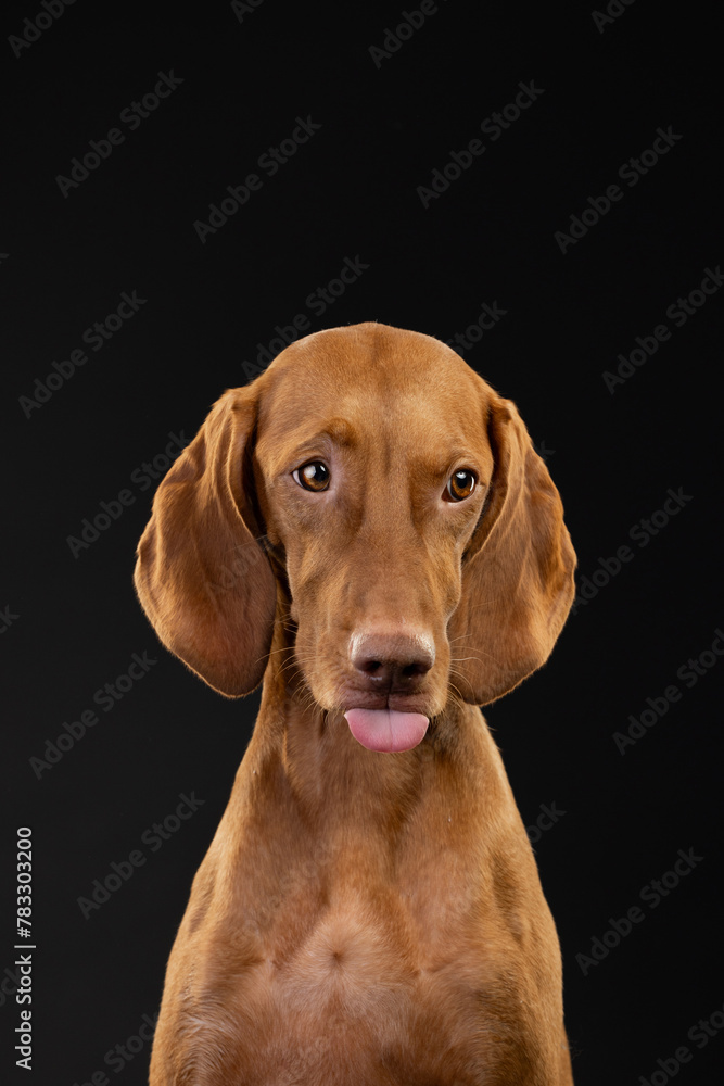 portrait of a Vizsla dog with his tongue hanging out against a black background