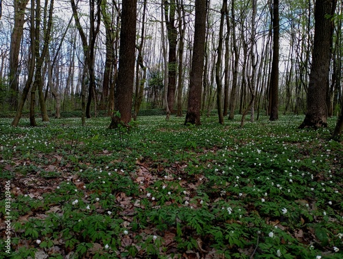 A beautiful forest landscape with trees and many flowers that bloomed in the spring and filled the entire space of the forest. The white bloom of anemones covered the ground in the forest. Spring back