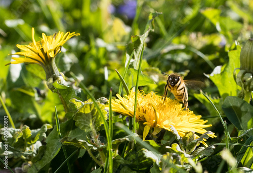 Pszczoła na zółtym wiosennym kwiacie mniszka lekarskiego © kubikactive