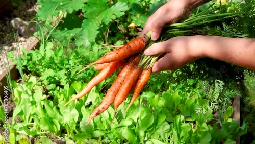 Сarrots with haulm close up. Farmer holding a bundle of carrots in her female hands. High quality FullHD footage