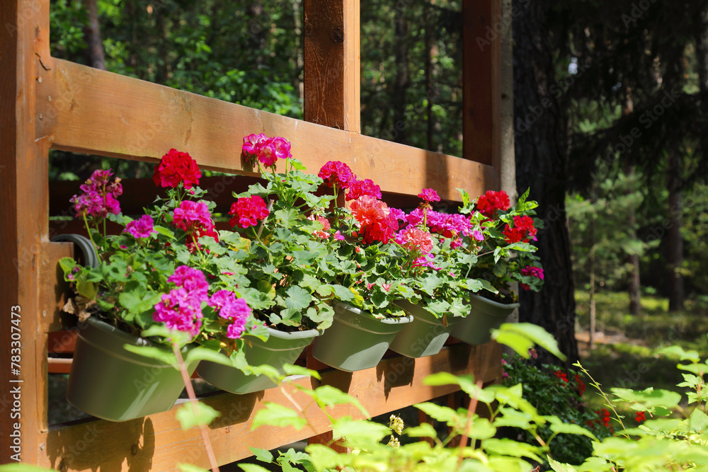 Wooden balustrades and flowering geraniums