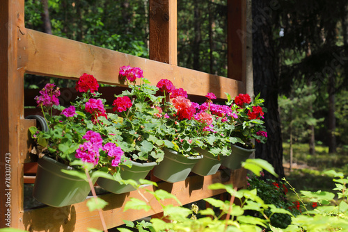 Fototapeta Naklejka Na Ścianę i Meble -  Wooden balustrades and flowering geraniums