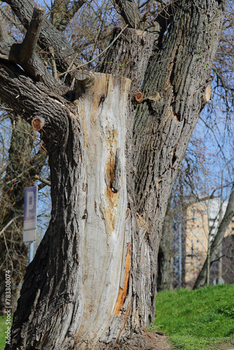 A stump of a dried and partially cut down tree photo