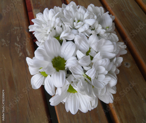 chrysanthemum white flower scient. class. Anthemideae photo