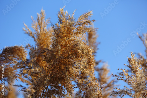 Dry reed in front of a blue sky photo