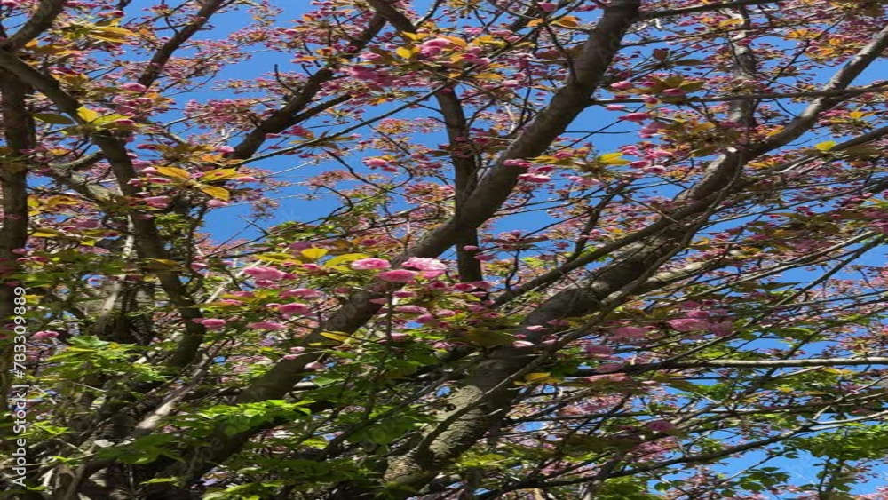Beautiful spring blossom sakura tree pink flowers, vertical video. Beautiful spring blossom sakura tree pink flowers, vertical video.